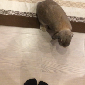 やっぱり犬ですか⁈の画像