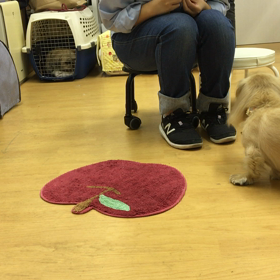 クリッカーって奥が深いのよ。の画像