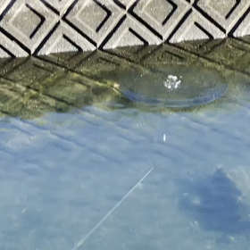 シーバススピンのスイミングアクションの画像