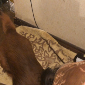 横ベロ片目ですがの画像