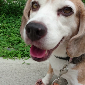 雨が降らないうちにの画像