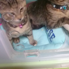 初の潤羽(うるは)＆緩音(ゆのん)ちゃんの画像