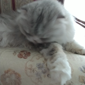 天気予報の画像