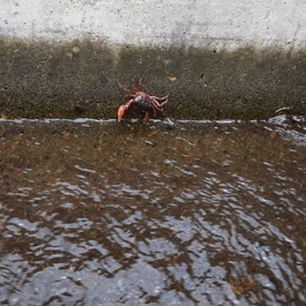 サワガニ／part２の画像