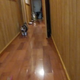 面白動画  長女猫  対  次女猫   滑る編の画像