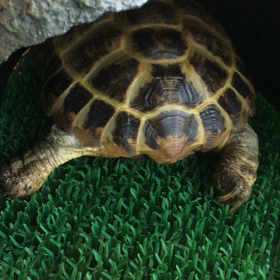 ノイジーの画像