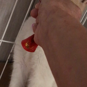 今朝のつくしちゃんの画像