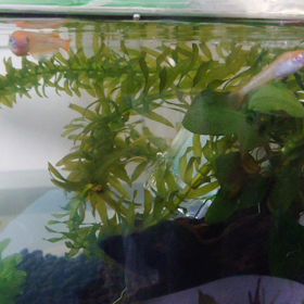 メダカ水槽☆ポンプ投入！の画像