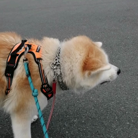 未来丸朝散歩元気に終了‼️の画像