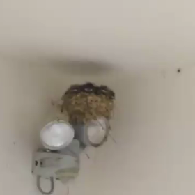 ツバメの雛たちの画像