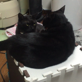 小競り合いｗの画像