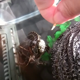 プレゼントはチビセスジローの画像