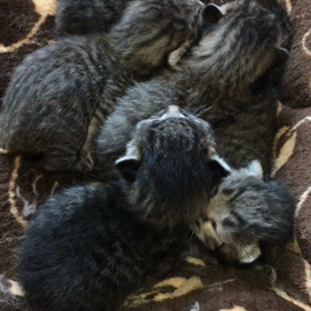 舞ちゃんの５つ子の画像