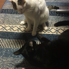 不穏な空気を醸し出すモチとコゲ。の画像