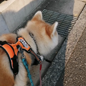 連続猛暑、「でも、早朝は涼しい❓」と言いたいところ、朝から暑い。当然、未来丸ヤル気無し‼️◯んの画像