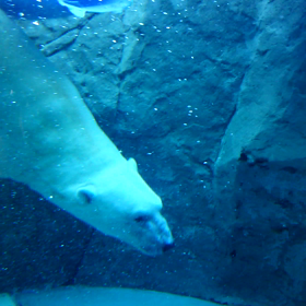 おまけ～白熊君の画像