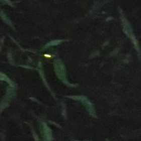 初ホタルの画像