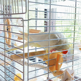 放鳥後も遊び足りない！？の画像