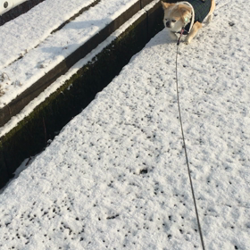 雪の散歩の画像