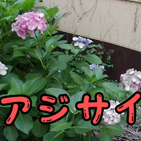 アジサイ（動画）。の画像