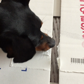 桃より段ボール好き？の画像