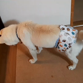 今日のシロくん 2の画像