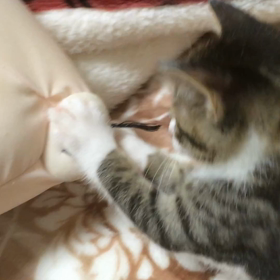 ＊ 番外編 ~動画~の画像