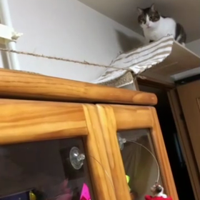 ついにその時が来た？キャット吊り橋渡るデール？格闘5分の画像