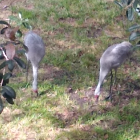 フロリダ旅行２０２１年末　野生動物の画像