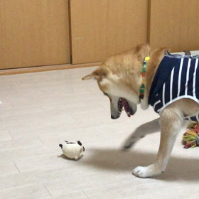 動画シリーズ②　猟犬ももか　と　フリマのお知らせの画像