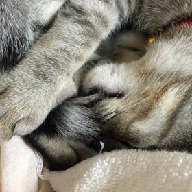 D14卵胞、内膜確認の画像