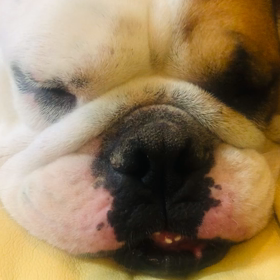 ストレス犬の画像