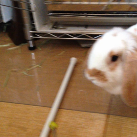 クリッカートレーニング  のん動画の画像