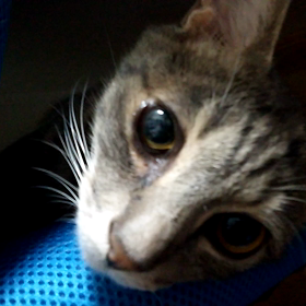 椅子の上で戯れをの画像