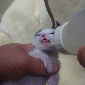 チビ猫ミルくんへの授乳動画の画像