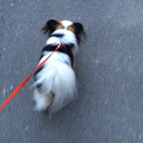 久しぶりの散歩への画像