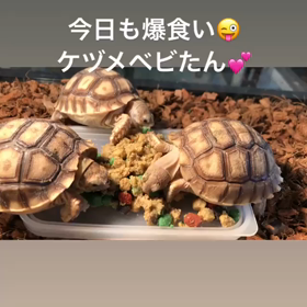 亀動画 三連発♡の画像