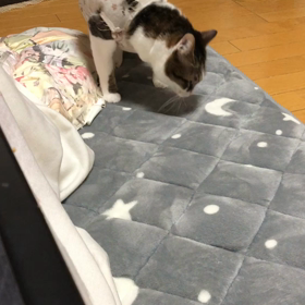 悲しい事実にショック…昨日の孫達が帰った後のデールとマリー動画の画像