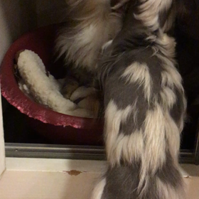 ティアと琥珀の画像