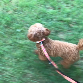 ♪お散歩動画♪砧公園♪の画像