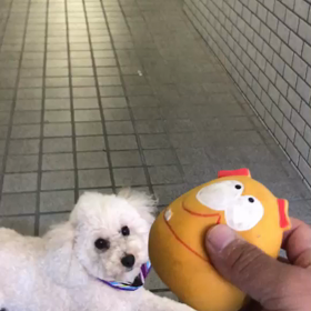 レオ日記（ボール遊び）の画像