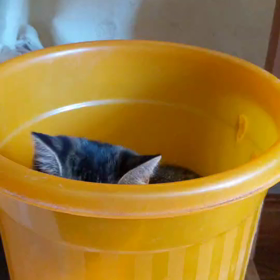 かくれんぼニャの画像