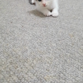 みゃちゃんお見合いの画像