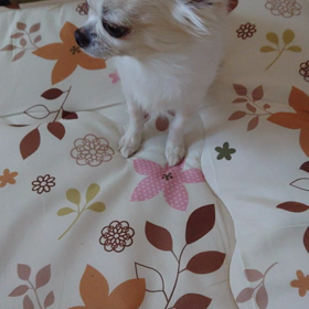 ホットフラッシュの画像