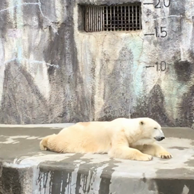 zoo(おまけ)の画像