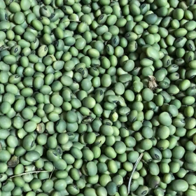 青大豆の音の画像