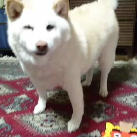 昨日のはなちゃんの画像