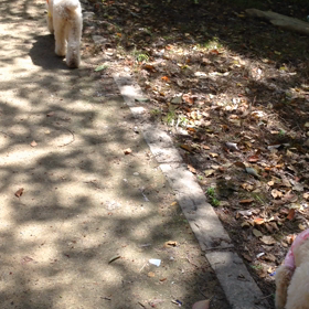 自由に歩いちゃうよ〜の画像