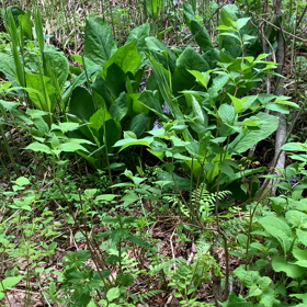 癒されてきました。の画像