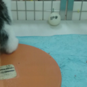 スコティシュフォールドの画像